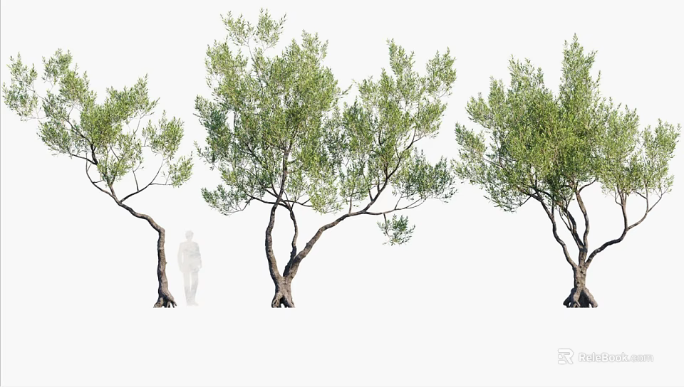 Arbor Trees with Various Curved Trunks and Lush Foliage and Human Silhouette for Size Comparison 3d model 