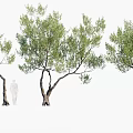 Arbor Trees with Various Curved Trunks and Lush Foliage and Human Silhouette for Size Comparison