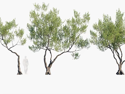 Arbor Trees with Various Curved Trunks and Lush Foliage and Human Silhouette for Size Comparison 3d model