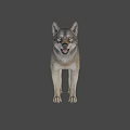 Realistic Gray Wolf 3D Model As Game Movie Character With Standing Pose 3d model