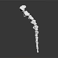 3D Rendered Human Spine Skeletal Model With Vertebrae Structure And Details