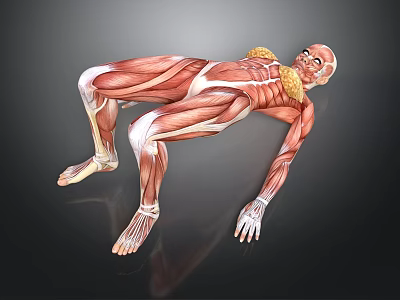 Human Organ Muscle Anatomy 3D Model Showing Detailed Muscular Structure In Lying Position 3d model