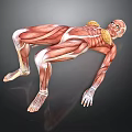 Human Organ Muscle Anatomy 3D Model Showing Detailed Muscular Structure In Lying Position
