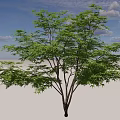 Lush Green Arbor With Dense Foliage And Strong Trunk In Natural Landscape