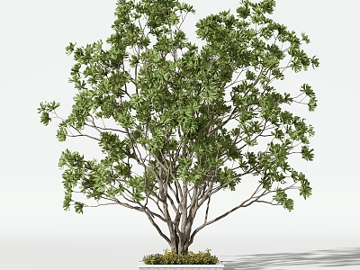 Trees Arbor model