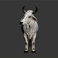 White Brahma Bull With Black Horns Standing On Gray Background Surface