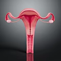 3D Model of Female Reproductive Organs Uterus Fallopian Tubes and Ovaries