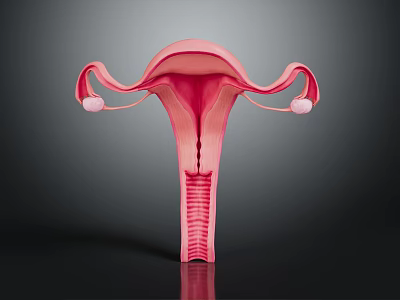 3D Model of Female Reproductive Organs Uterus Fallopian Tubes and Ovaries 3d model