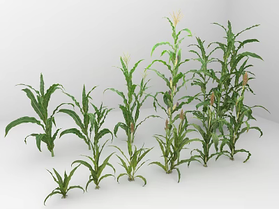 Vegetable Garden Display of Fresh Corn Plants in Various Growth Stages 3d model