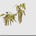 High Quality Botanical Photography Equipment For Capturing Green Leaves And Yellow Inflorescences