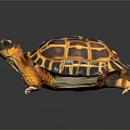 Colorful Tortoise With Yellow And Black Patterned Shell Vibrant Limbs And Head On Dark Background
