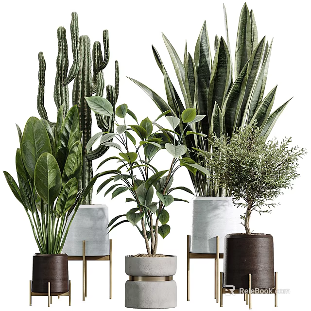 Stylish Indoor Potted Plants with Various Green Species and Modern Pots 3d model 