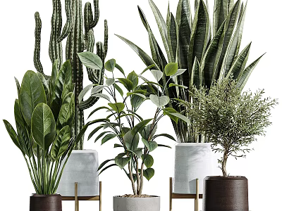 Stylish Indoor Potted Plants with Various Green Species and Modern Pots 3d model