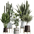 Stylish Indoor Potted Plants with Various Green Species and Modern Pots