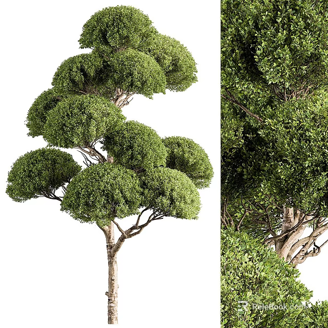 Ornamental Tree Planter With Neatly Pruned Rounded Canopy And Lush Foliage 3d model 