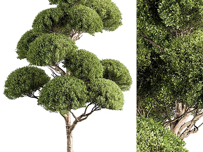 Ornamental Tree Planter With Neatly Pruned Rounded Canopy And Lush Foliage 3d model