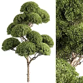 Ornamental Tree Planter With Neatly Pruned Rounded Canopy And Lush Foliage