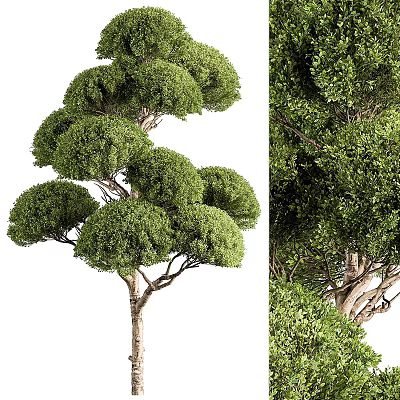 Ornamental Tree Planter With Neatly Pruned Rounded Canopy And Lush Foliage 3d model