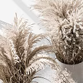 Three White Vases With Dried Pampas Grass And Light Colored Flowers On White Background