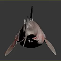 Realistic Shark Model With Detailed Fins Smooth Body And Reflective Surface