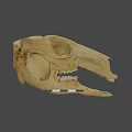 Detailed Animal Skull Anatomical Structure Featuring Natural Bone Texture And Teeth