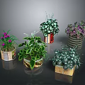 Various Types of Potted Plants with Green Purple Leaves and Decorative Pots