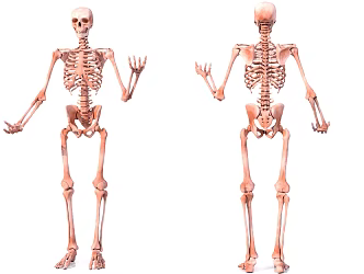 Skeleton Human Bone Medical Equipment 3d model