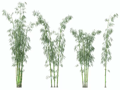Different Types of Bamboo Plants with Lush Foliage and Various Heights 3d model