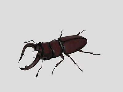 Wild Red Reptile Lizard With Large Mandibles And Dark Body Structure 3d model