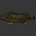 Realistic Brown Fish With Detailed Fins Displayed On Gray Background