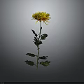 Beautiful Yellow Chrysanthemum with Green Stem and Leaves on Gray Background
