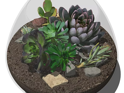 Bonsai Succulent Potted Plant in Transparent Glass Container with Green Purple Succulents Stones and Soil 3d model