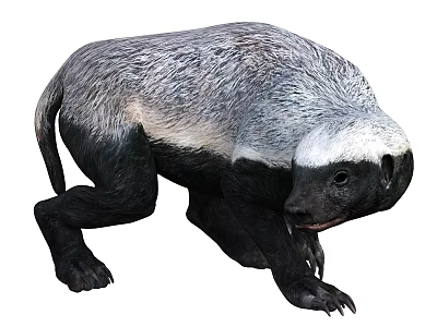 Gray White Back Honey Badger With Black Body And Sharp Claws In Crouching Position 3d model