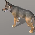 Realistic 3D Model Of Gray And Brown Wolf Standing In Neutral Gray Background