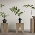 Bonsai Fern Plants on Wooden Stands with Various Designs and Green Fronds