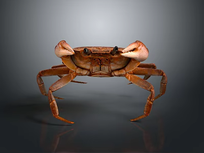 Brown Crab Front View With Detailed Shell And Legs On Reflective Background 3d model