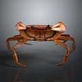 Brown Crab Front View With Detailed Shell And Legs On Reflective Background 3d model