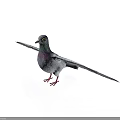 Gray Pigeon With Purple Chest Standing On White Background With Spread Wings