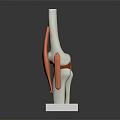 Leg Muscle Bone Anatomical Model With White Bones Orange Muscles White Square Base Dark Background