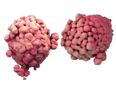 Two Pink Cellular Structures 3D Model For Biological Scientific 3d model Two Pink Cellular Structures 3D Model For Biological Scientific 3d model