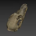 Detailed Animal Skull Specimen In Science Lab Research Environment