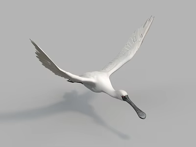 Flying White Bird With Spread Wings Long Beak And Gray Background 3d model