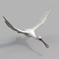 Flying White Bird With Spread Wings Long Beak And Gray Background