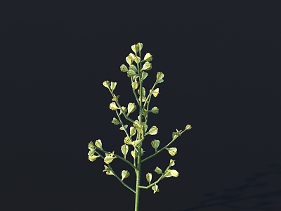 flower wild flower green plant flower 3d model