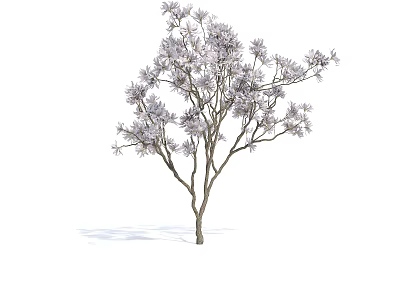 Elegant Purple Flowering Arbor With Slender Branches And Blooming Blossoms 3d model