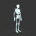 Human Organ System Skeleton Model With Detailed Bone Structure Anatomical