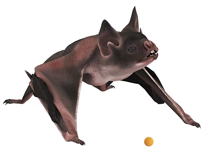 Flying Mammal Bat With Large Ears And Outstretched Wings In Natural Pose 3d model