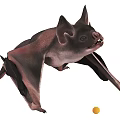 Flying Mammal Bat With Large Ears And Outstretched Wings In Natural Pose