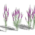 Three Clusters of Purple Flowers with Green Stems and Leaves