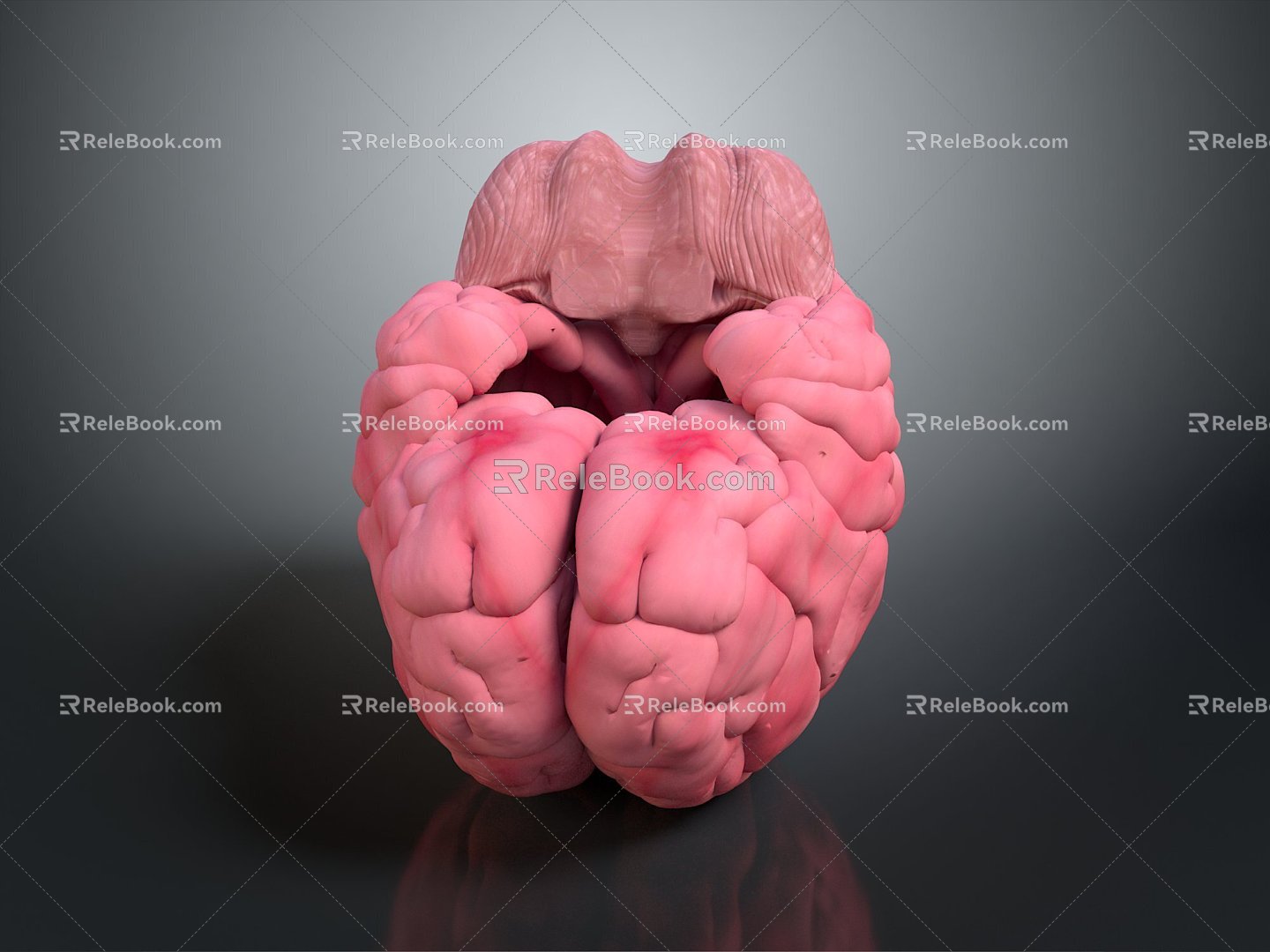 Brain Human Organ Human Tissue Human Body Structure Human Anatomy Human Specimen Medical Model Hand-made 3d model